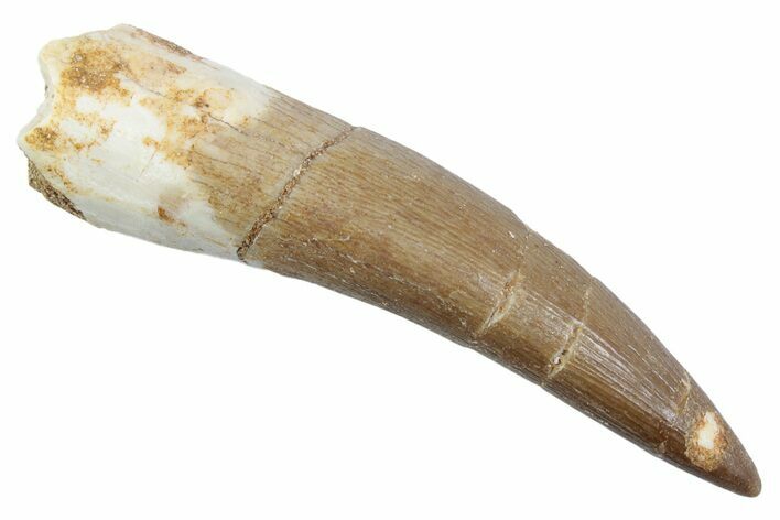 Fossil Plesiosaur (Zarafasaura) Tooth - Morocco #370261